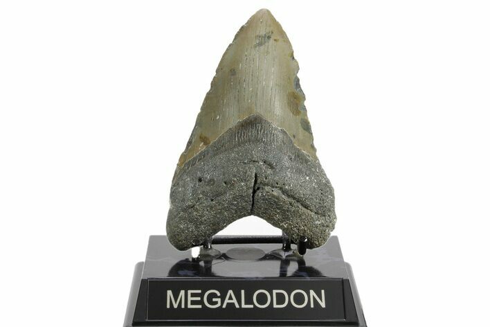 Fossil Megalodon Tooth - North Carolina #374056